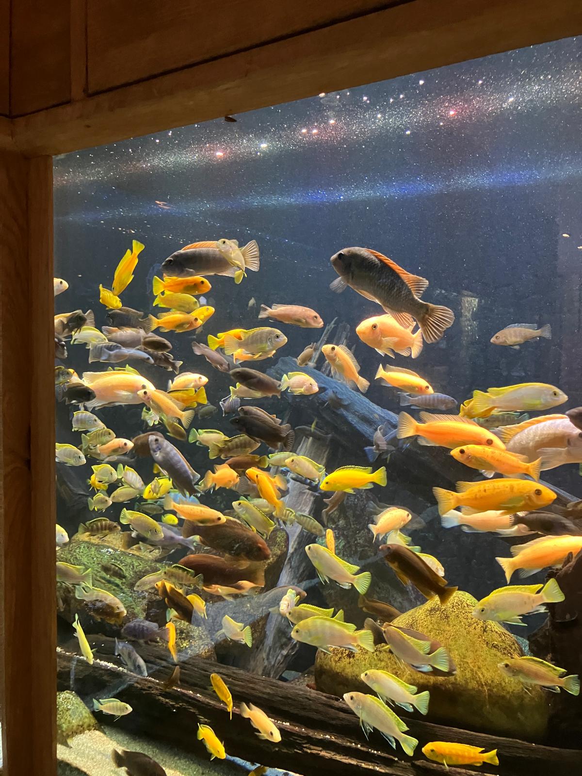 Foto 56 bij artikel "Uitje naar de Orchideenhoeve in Luttelgeest".